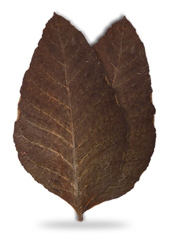 sopariwala_exports_indian_rustica_leaves_kkc_sc