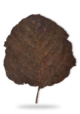 sopariwala_exports_indian_rustica_leaves_kkj_sc